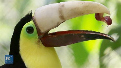 toucans are fake